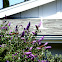 Butterfly bush