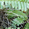 Ladder Fern