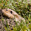Botta's Pocket Gopher