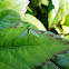 GREEN LONG LEGGED FLY