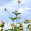 Yellow flowers similar to Black-Eyed Susans.