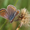Common Blue