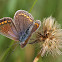 Common Blue