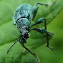 Green Nettle Weevil