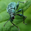 Green Nettle Weevil