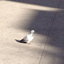 Feral Pigeon