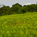 White-Tailed Deer