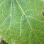 Concord grape