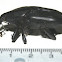 Rhybchophorus palmarum L.