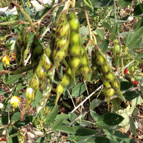 Pigeon Pea Project Noah