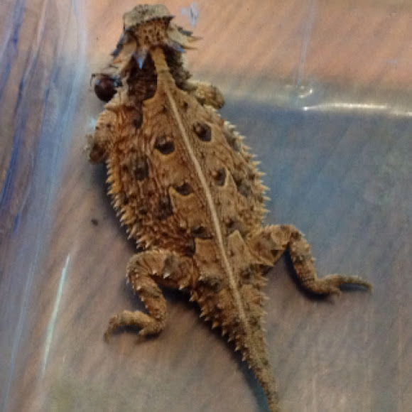 Spotting Image 1