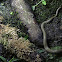 Cobra de colar (gl), Culebra de collar (es), Grass snake (uk),