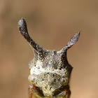 Treehopper