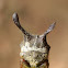 Treehopper