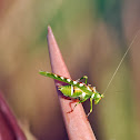 Creosote Bush Katydid