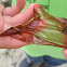 sea lettuce