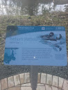 Bufflehead Info at Tsehum Harbour