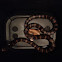 Milk Snake