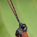 Opaon varicolor
