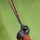 Opaon varicolor