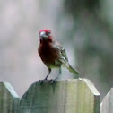 House Finch