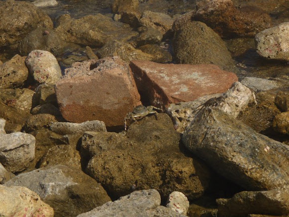 Spotting Image 1