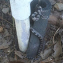 Gray Ratsnake