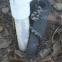 Gray Ratsnake
