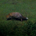 Red Fox