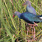 Purple Moorhen