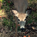 Red deer