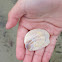 slipper shell