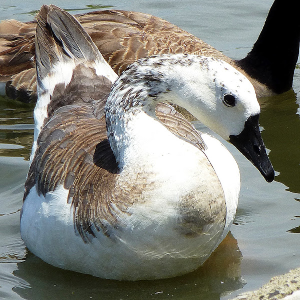 Canada X domestic swan goose hybrid Project Noah