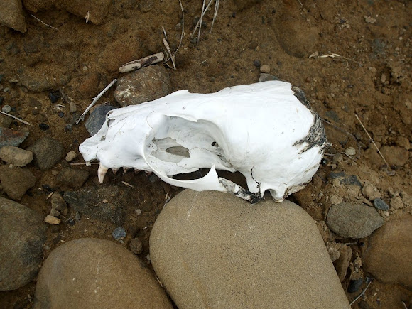 Spotting Image 1
