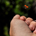 Ladybug