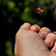 Ladybug