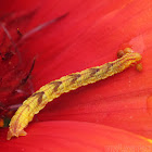 Common Eupithecia Caterpillar - moving frass