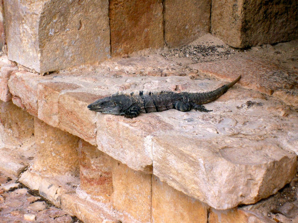 Spotting Image 1