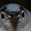 Blue-gray Gnatcatcher