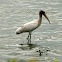 Wood Stork