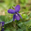 Sweet Violet