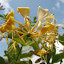 Honeysuckle 'Graham Thomas'