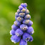 Grape Hyacinth