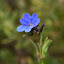 Lithospermum