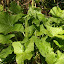 Cuckoo Pint