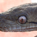 Pitón Reticulado