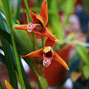 Coconut Pie Orchid