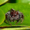 Biting Jumping Spider