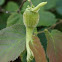 Beaked Hazelnut