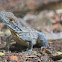 black spiny-tailed iguana